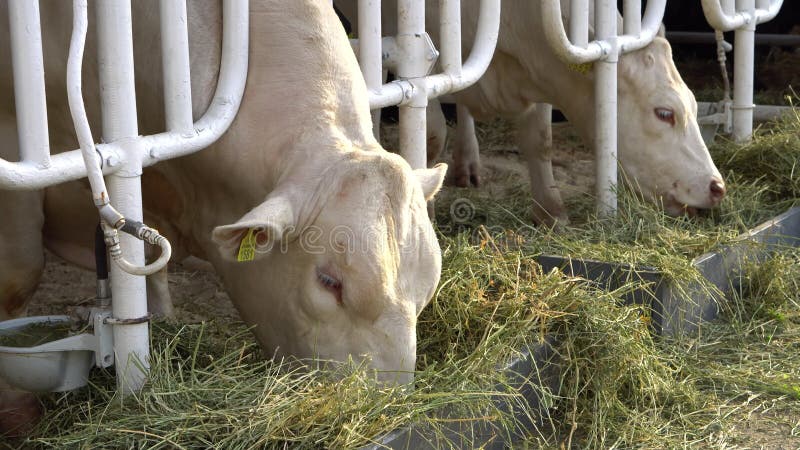 Vacche mangiano fieno in una stalla di un'azienda agricola. in ucraina.