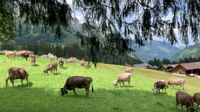 Vacche nel settore di engelberg svizzera