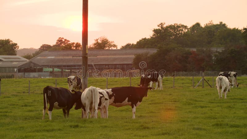 Vacche pascolano in un campo di un'azienda al tramonto o all'alba