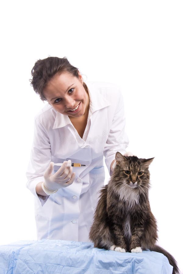 Vaccination. Vet have medical examination cat