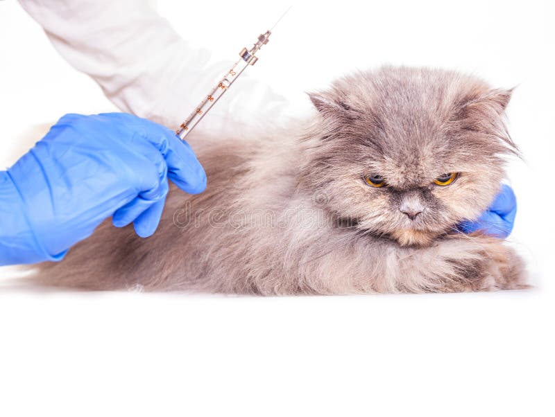 cvr vaccine for cats