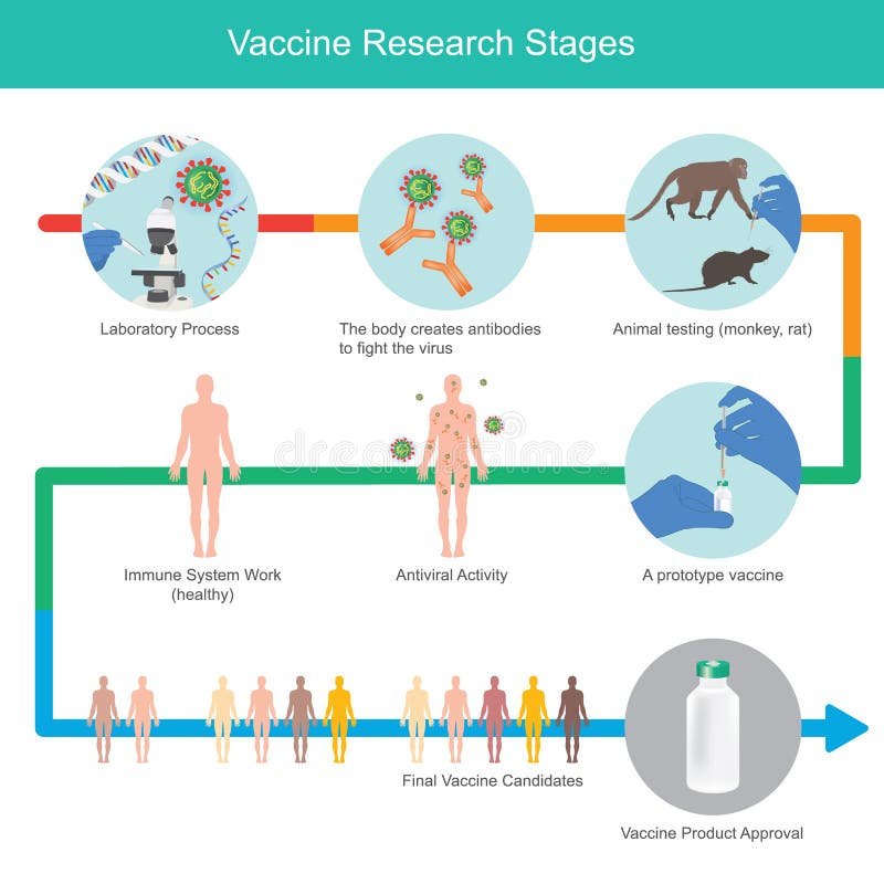 Vaccine Research Stages. Illustration explain stages for develop immunity vaccine to fight Coronavirus