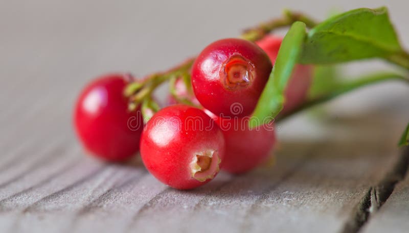 Vaccinium vitis idaea, lingonberry immagine stock Vaccinium vitis idaea, lingonberry immagine stock