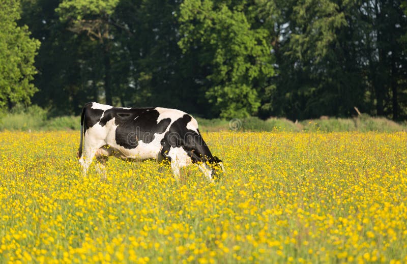 Vache dans le pré photographie stock libre de droits Vache dans le pré photographie stock libre de droits
