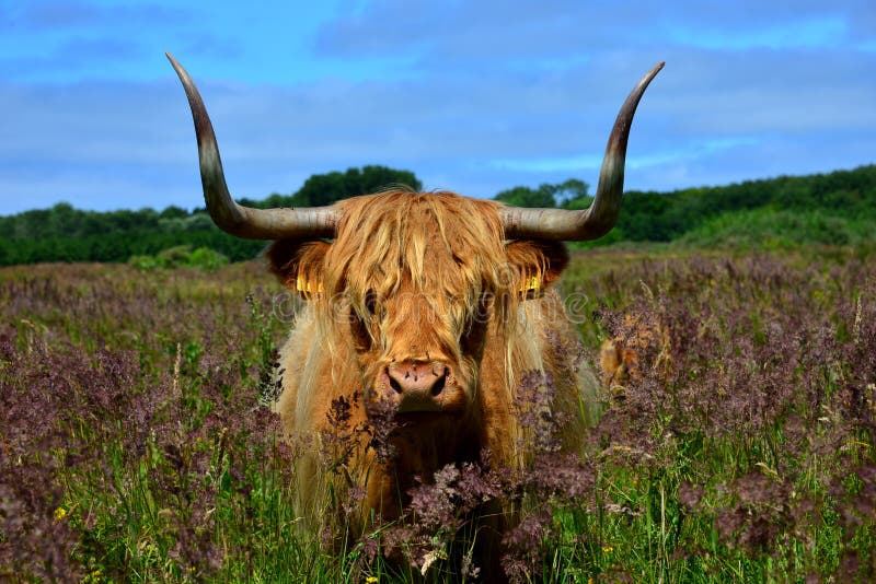 Vache des montagnes en nature néerlandaise images libres de droits Vache des montagnes en nature néerlandaise images libres de droits