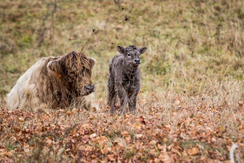 Vache des montagnes et son veau de bébé photos stock Vache des montagnes et son veau de bébé photos stock