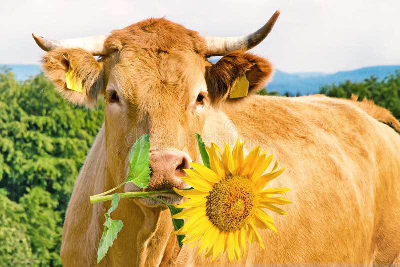 Vache drôle avec la fleur photo stock. Image du animal 57613270