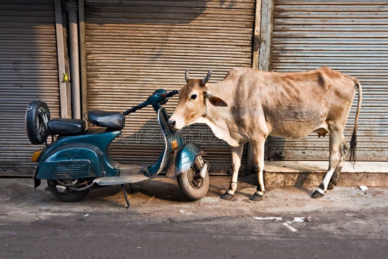 Vache et scooter, Vieux Delhi, Inde. photos libres de droits