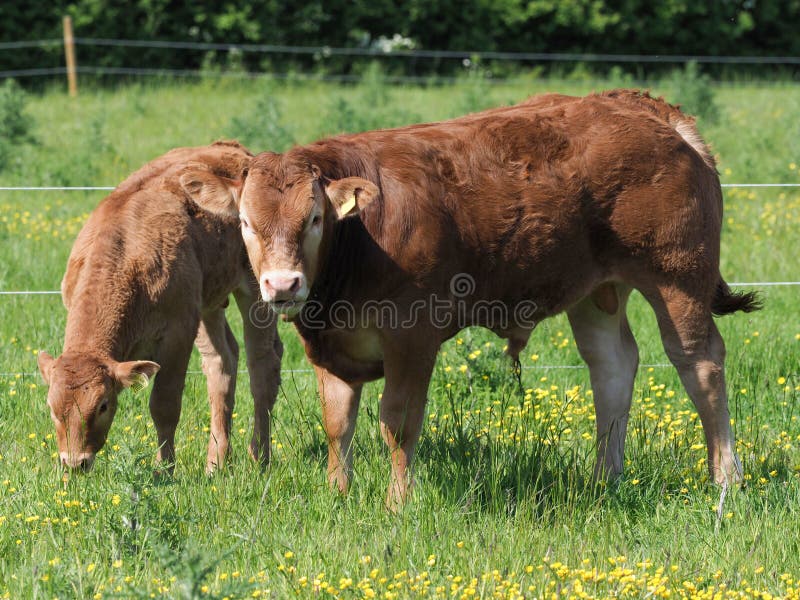 CATTLE RANCH - Os en peau de porc pressé pour chien