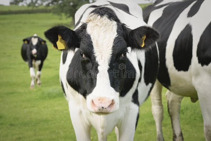 Dairy cow in pasture, Waltshire, England. Dairy cow in pasture, Waltshire, England