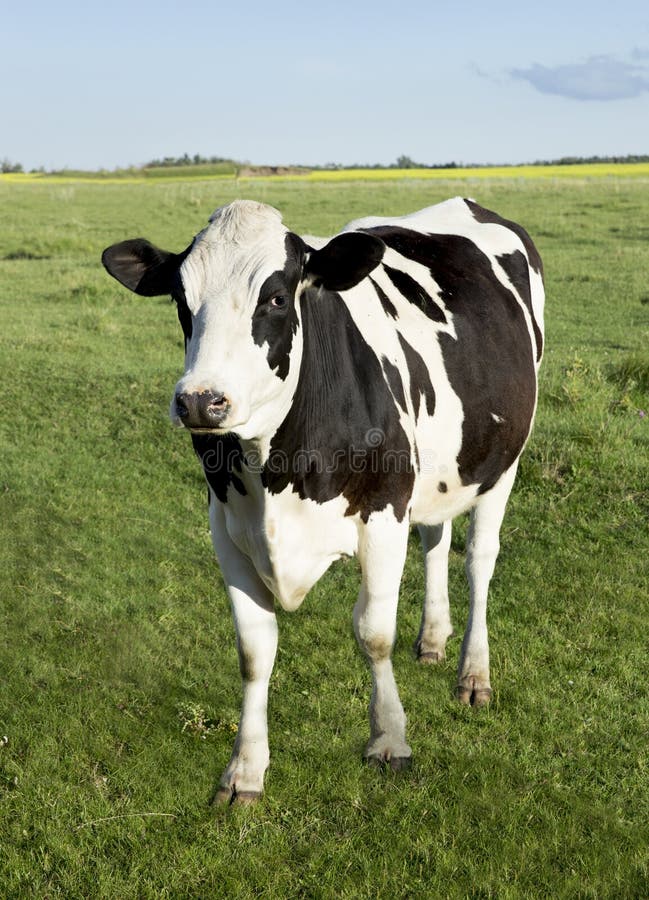 Holstein dairy cow standing in a field of grass. Holstein dairy cow standing in a field of grass