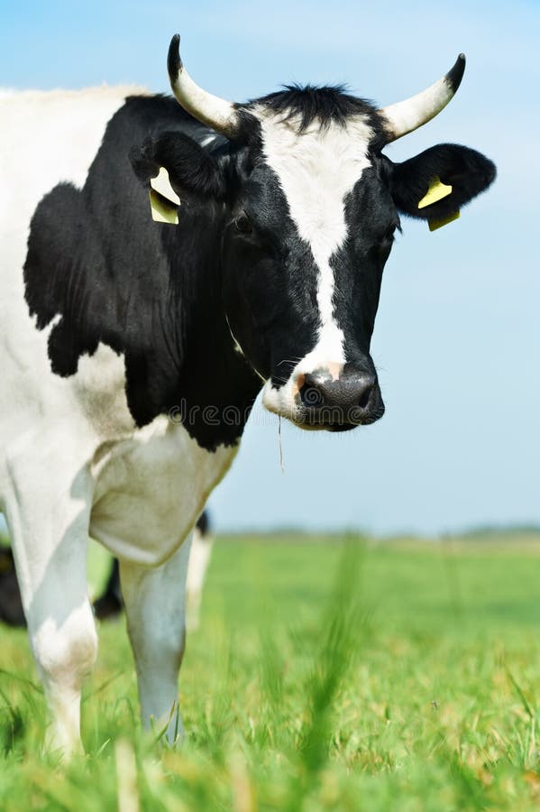 Vache laitière noire blanche sur le pâturage d'herbe verte photos stock Vache laitière noire blanche sur le pâturage d'herbe verte photos stock