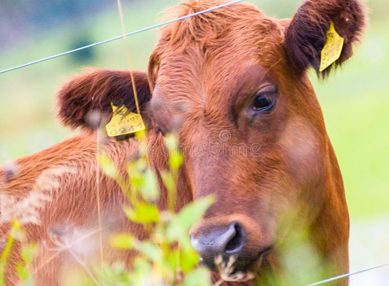 Vache pensant les toughts profonds image libre de droits Vache pensant les toughts profonds image libre de droits