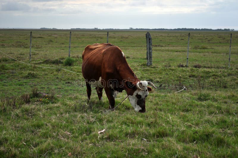 Vache rouge à croix de Hereford dans un pâturage dans Valizas, Rocha, Uruguay images stock Vache rouge à croix de Hereford dans un pâturage dans Valizas, Rocha, Uruguay images stock