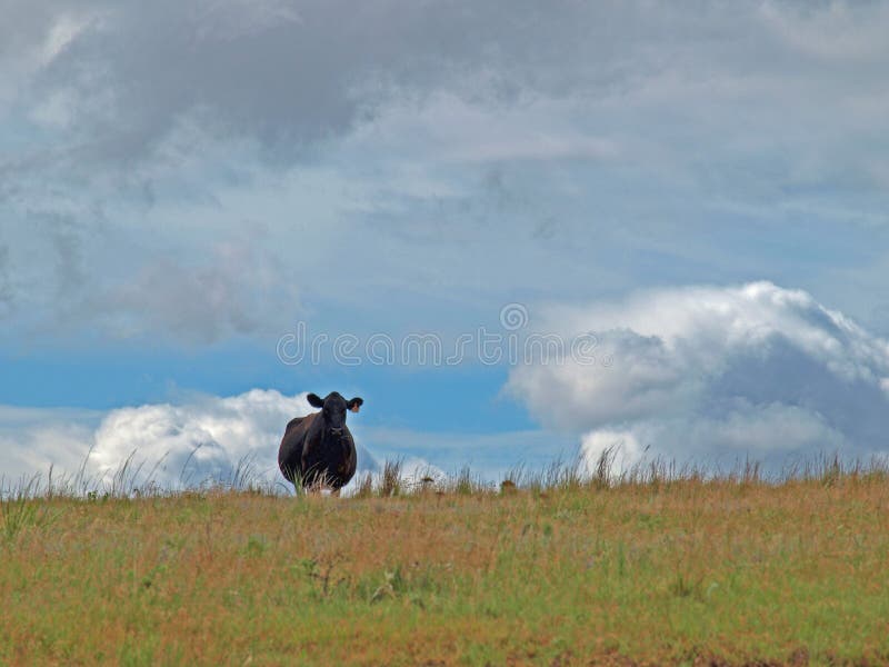 Vache solitaire me regardant du hilltopp images libres de droits Vache solitaire me regardant du hilltopp images libres de droits