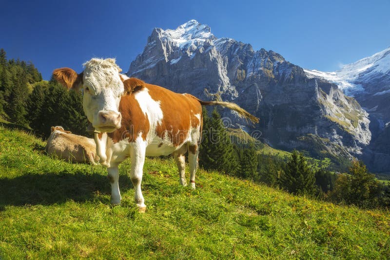 Vache suisse
