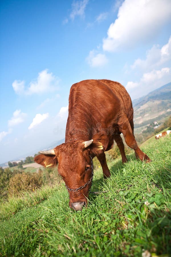 Vache à Brown à la ferme image stock Vache à Brown à la ferme image stock