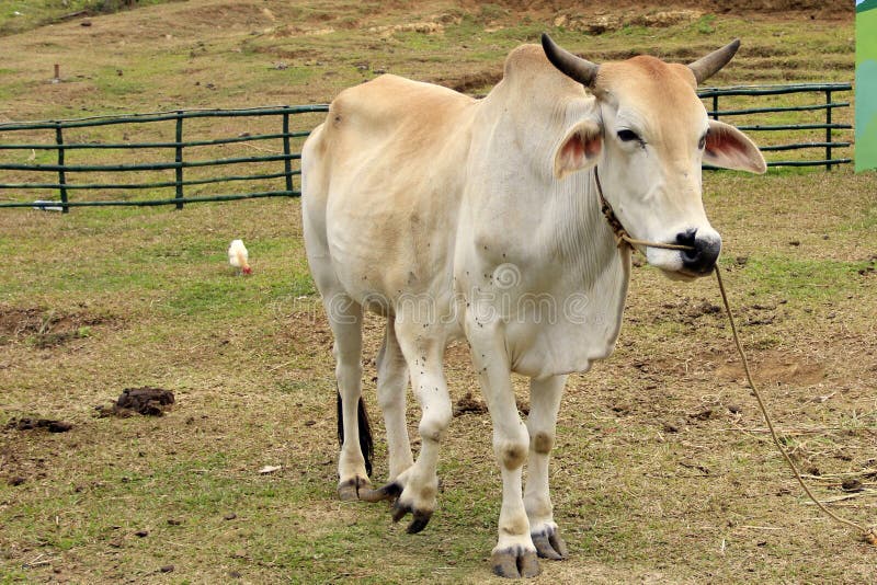 Vache à jambes à cinq pattes images stock Vache à jambes à cinq pattes images stock
