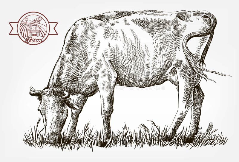 Breeding cow. grazing cattle. animal husbandry. livestock. vector sketch on a grey background. Breeding cow. grazing cattle. animal husbandry. livestock. vector sketch on a grey background