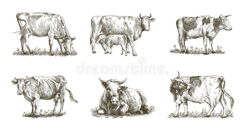 Breeding cow. grazing cattle. animal husbandry. livestock. vector sketch on a white background. Breeding cow. grazing cattle. animal husbandry. livestock. vector sketch on a white background