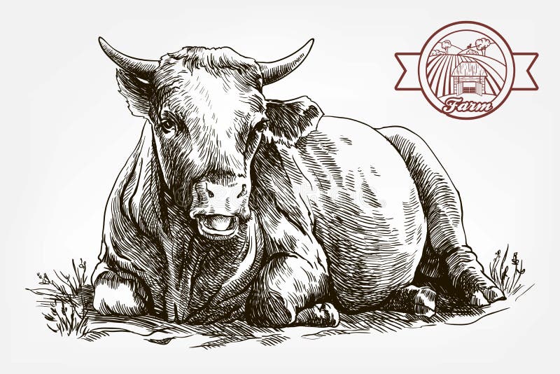 Breeding cow. grazing cattle. animal husbandry. livestock. vector sketch on a grey background. Breeding cow. grazing cattle. animal husbandry. livestock. vector sketch on a grey background