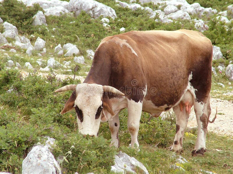Vache à œil au beurre noir photo stock Vache à œil au beurre noir photo stock
