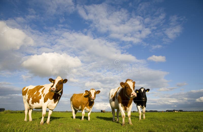 Dutch cows in the meadow. Dutch cows in the meadow