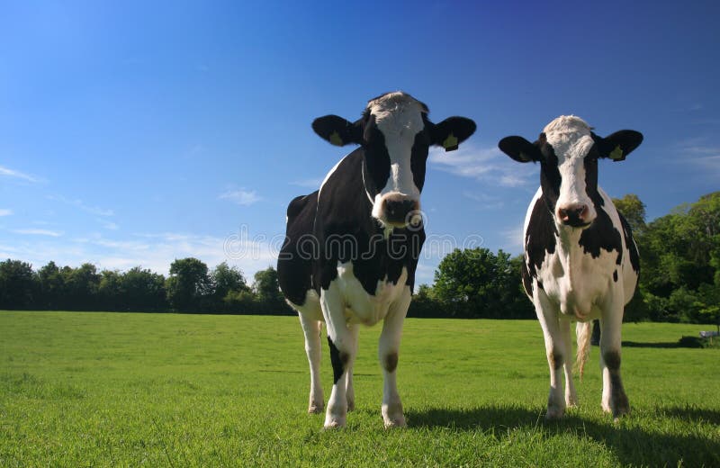 Two cows in a field. Two cows in a field.