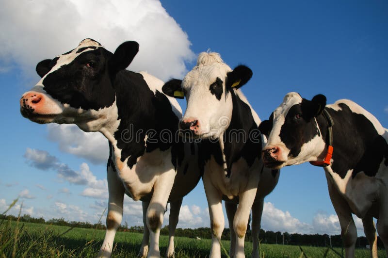 Close up of three cows standing in a sunny meadow. Picture taken with low point of view. Close up of three cows standing in a sunny meadow. Picture taken with low point of view.