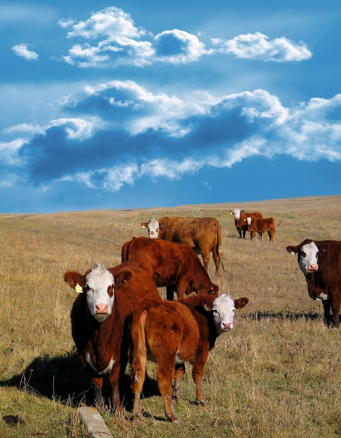 Cows in field. Cows in field