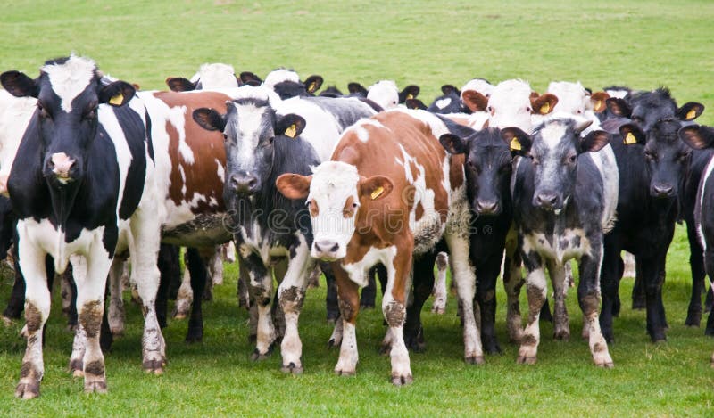 A group of cows in a field. A group of cows in a field