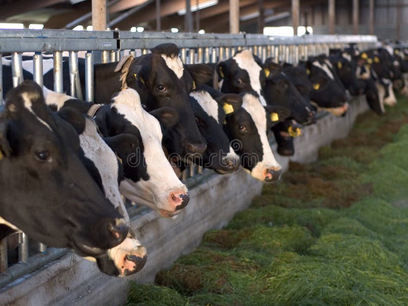 Row of feeding dairy cows in a stable on a farm, with shallow depth of field. Row of feeding dairy cows in a stable on a farm, with shallow depth of field