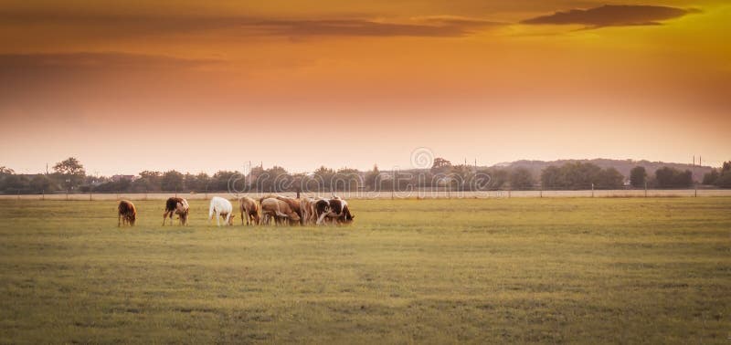 Vaches au coucher du soleil image stock Vaches au coucher du soleil image stock