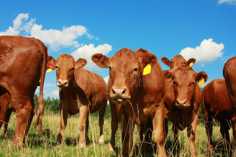 Cows in a field in front of blue sky. Great copy space area. Cows in a field in front of blue sky. Great copy space area.