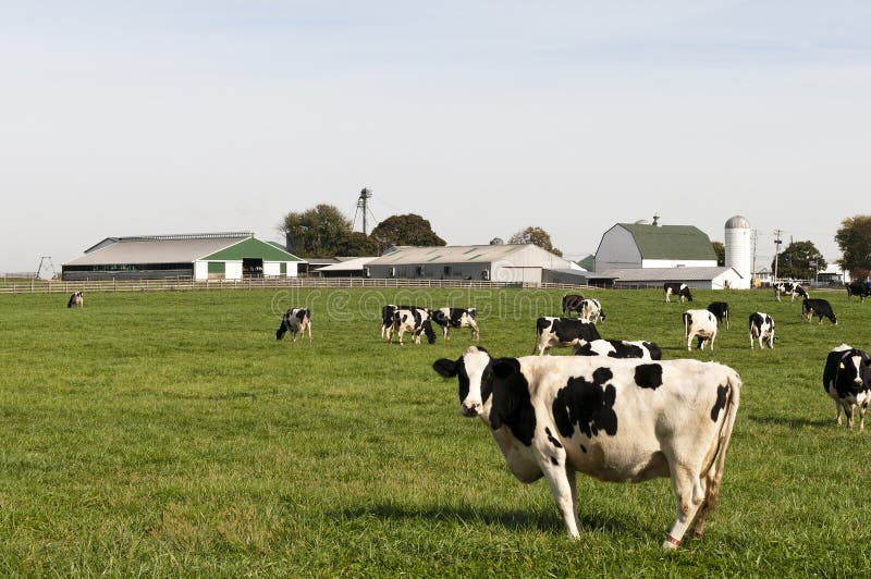 A herd of black and white Holstein dairy cows in a farm pasture. Farm buildings in background. A herd of black and white Holstein dairy cows in a farm pasture. Farm buildings in background.