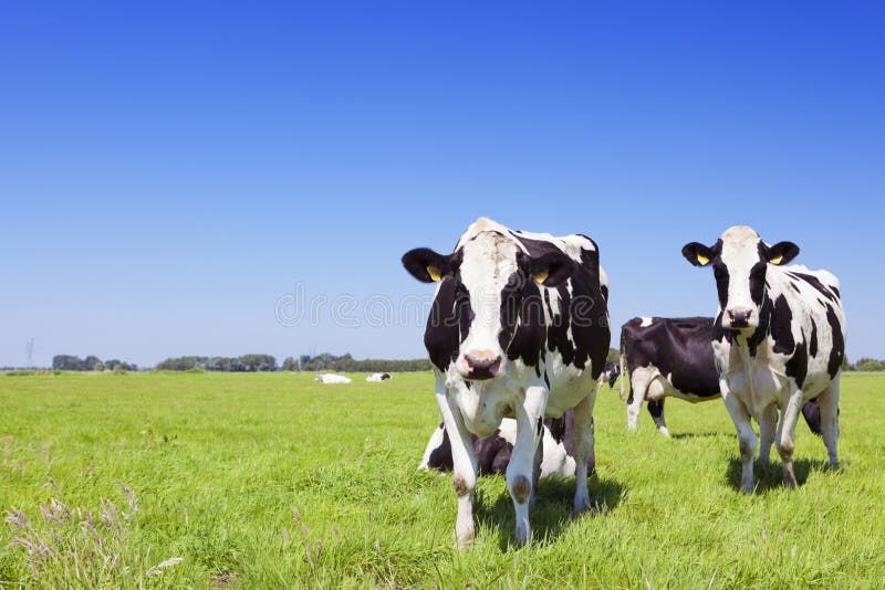 Vaches dans un domaine herbeux frais un temps clair image libre de droits Vaches dans un domaine herbeux frais un temps clair image libre de droits