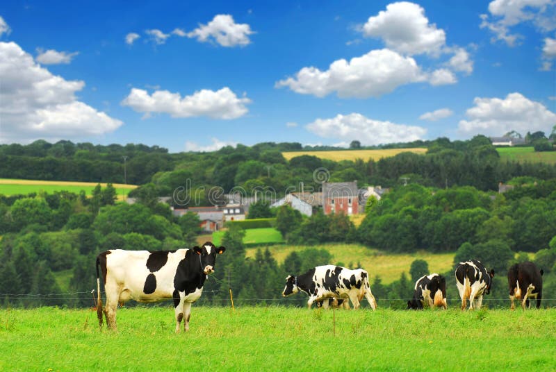 Cows grazing on a green pasture in rural Brittany, France. Cows grazing on a green pasture in rural Brittany, France