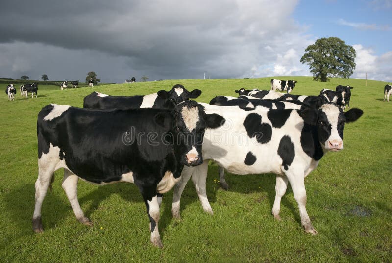 Holstein cows in pasture, Waltshire, UK. Holstein cows in pasture, Waltshire, UK.