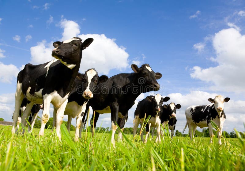 Holstein cows in the meadow. Holstein cows in the meadow