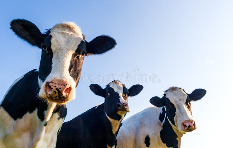 Holstein cows in the pasture with copy space in blue sky. Holstein cows in the pasture with copy space in blue sky