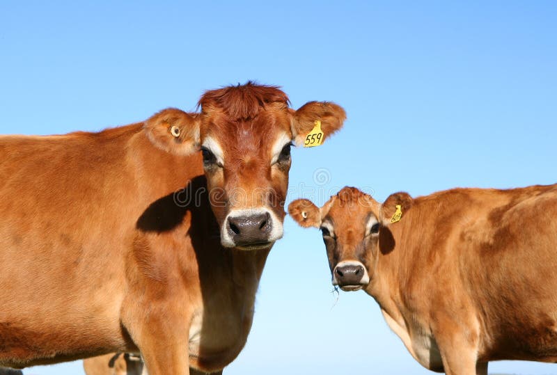 Jersey dairy cows photographed in NSW, Australia. Jersey dairy cows photographed in NSW, Australia