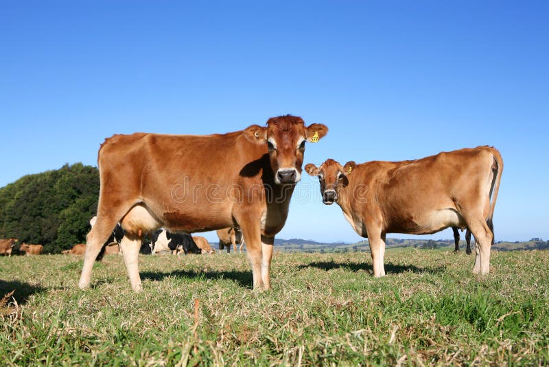 Jesey dairy cows, NSW, Australia. Jesey dairy cows, NSW, Australia