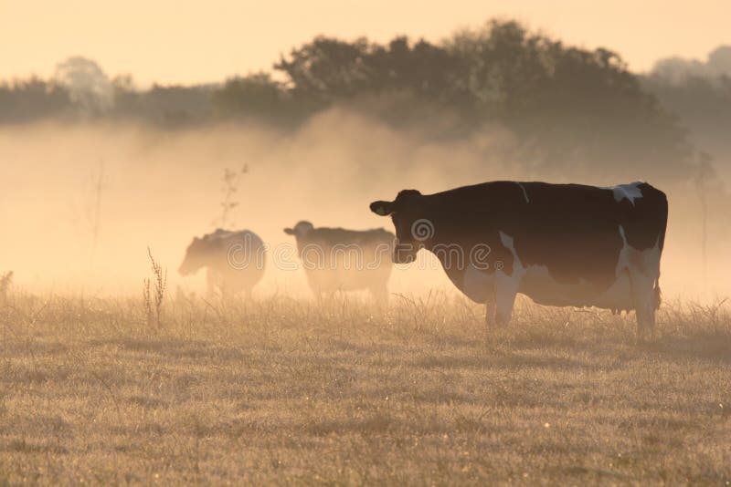 Vaches en brouillard givré de matin. photo libre de droits Vaches en brouillard givré de matin. photo libre de droits