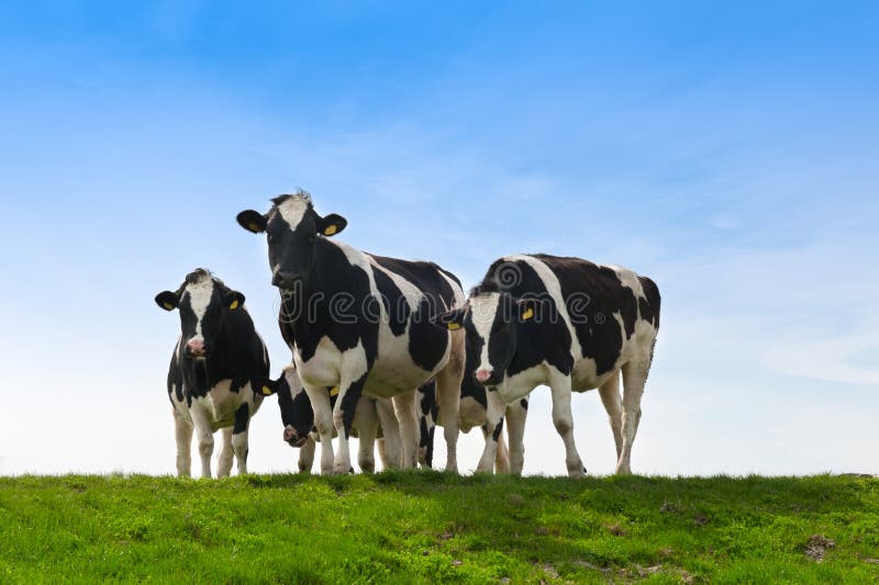 Cows on on farmland in the Netherlands. Cows on on farmland in the Netherlands