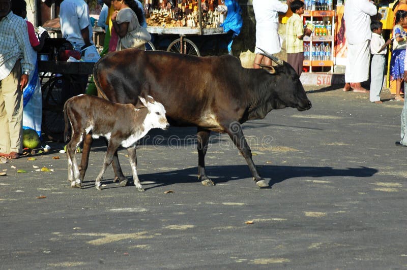 Vaches en Inde photos stock Vaches en Inde photos stock