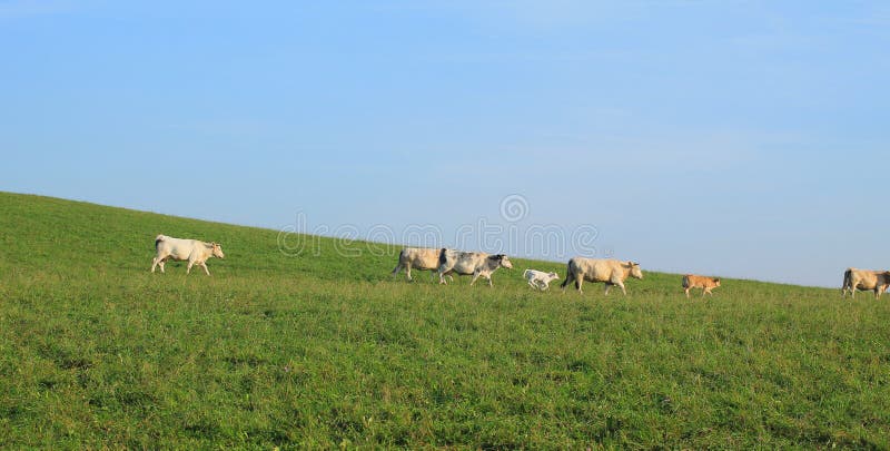 Vaches et veaux image stock Vaches et veaux image stock
