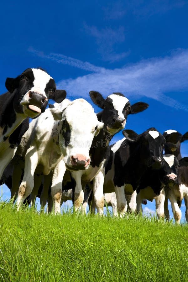 Herd of Frieian cows or calves in Field. Herd of Frieian cows or calves in Field