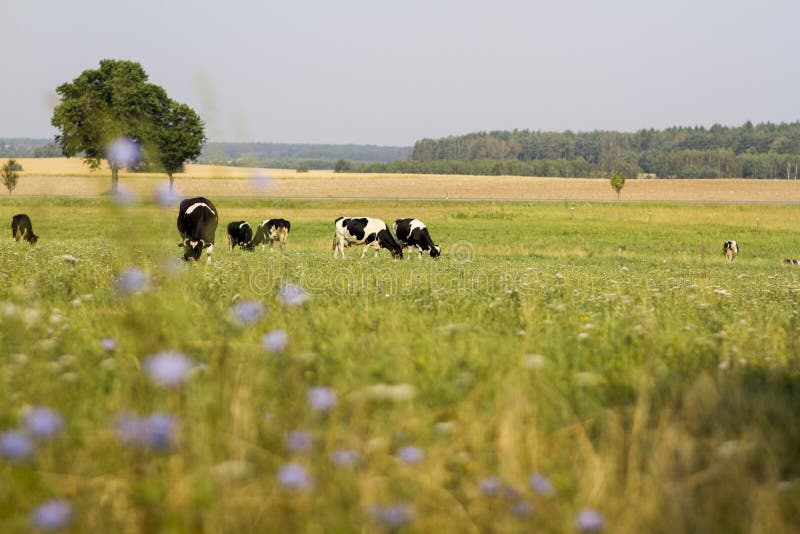 Vaches frôlant sur un pré image stock Vaches frôlant sur un pré image stock