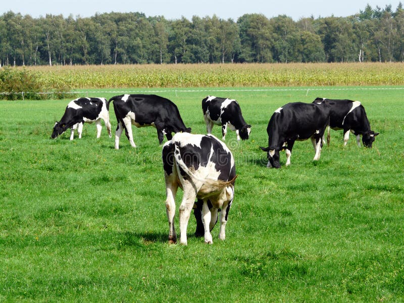 Vaches hollandaises images libres de droits Vaches hollandaises images libres de droits