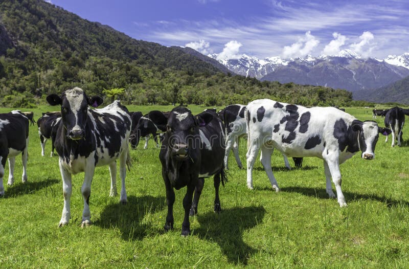 Dairy cows grazing in a field with New Zealand mountain in the distance. Dairy cows grazing in a field with New Zealand mountain in the distance